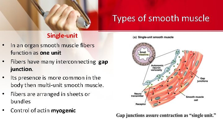 Types of smooth muscle Single-unit • In an organ smooth muscle fibers function as Types of smooth muscle Single-unit • In an organ smooth muscle fibers function as