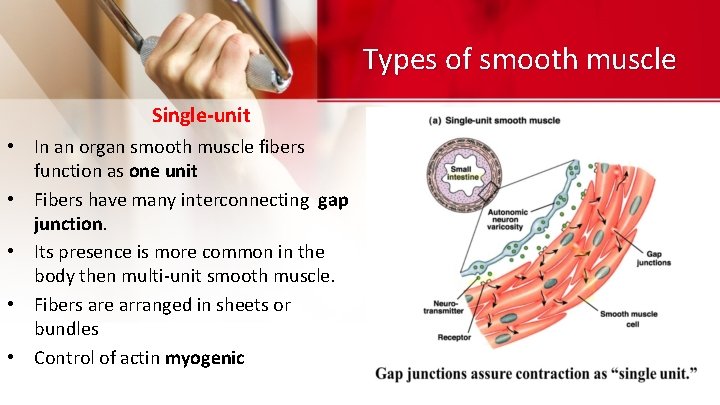 Types of smooth muscle Single-unit • In an organ smooth muscle fibers function as