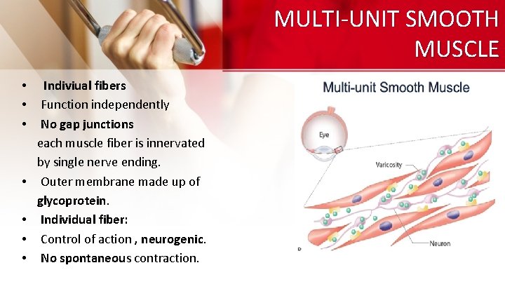 MULTI-UNIT SMOOTH MUSCLE • • Indiviual fibers Function independently No gap junctions each muscle