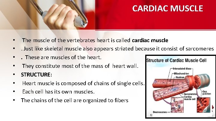 CARDIAC MUSCLE • • The muscle of the vertebrates heart is called cardiac muscle.