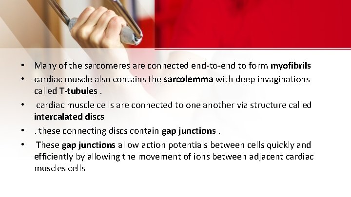 • Many of the sarcomeres are connected end-to-end to form myofibrils • cardiac • Many of the sarcomeres are connected end-to-end to form myofibrils • cardiac