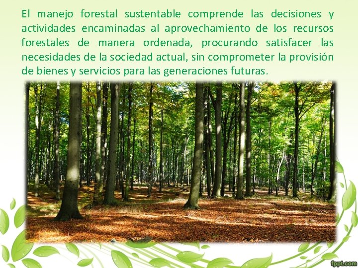 El manejo forestal sustentable comprende las decisiones y actividades encaminadas al aprovechamiento de los