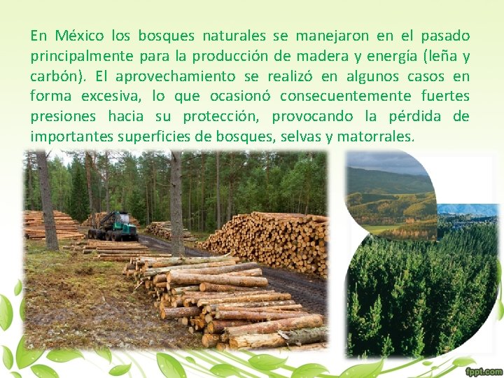 En México los bosques naturales se manejaron en el pasado principalmente para la producción