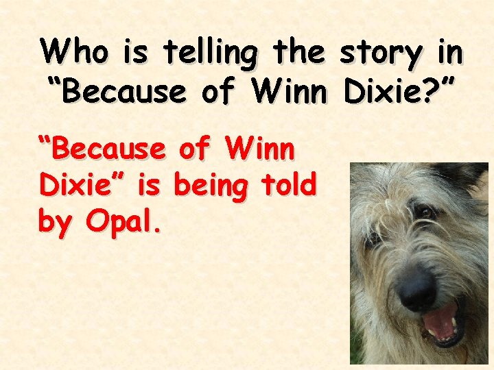 Who is telling the story in “Because of Winn Dixie? ” “Because of Winn