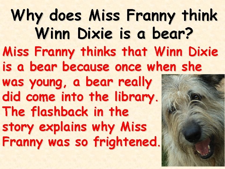 Why does Miss Franny think Winn Dixie is a bear? Miss Franny thinks that