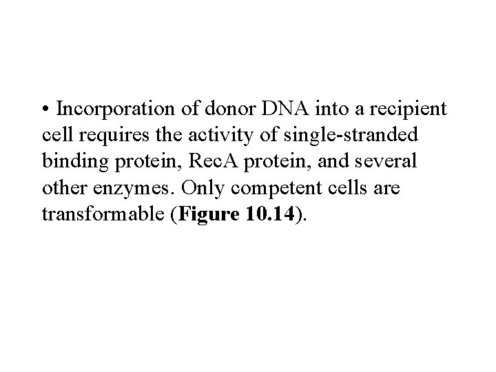  • Incorporation of donor DNA into a recipient cell requires the activity of