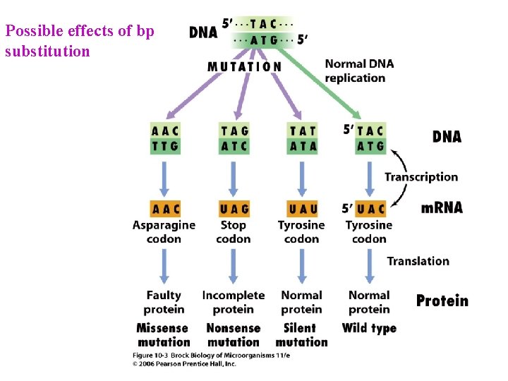 Possible effects of bp substitution 