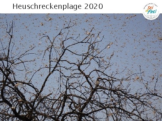 Heuschreckenplage 2020 