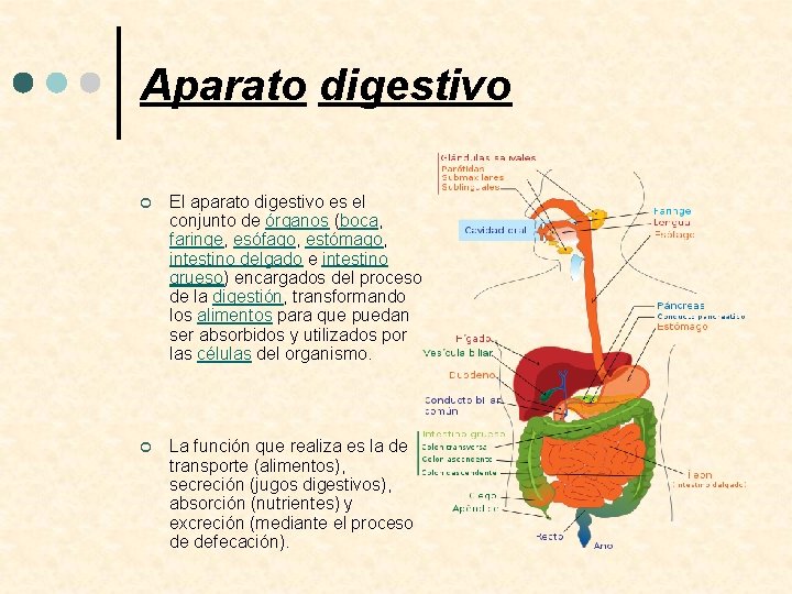 Aparato digestivo ¢ El aparato digestivo es el conjunto de órganos (boca, faringe, esófago,