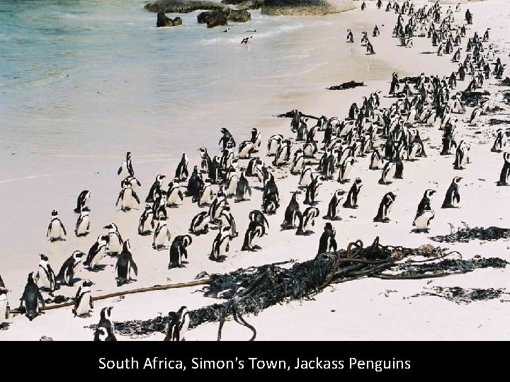 South Africa, Simon's Town, Jackass Penguins 