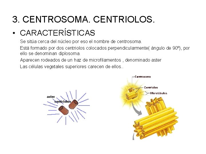 3. CENTROSOMA. CENTRIOLOS. • CARACTERÍSTICAS Se sitúa cerca del núcleo por eso el nombre