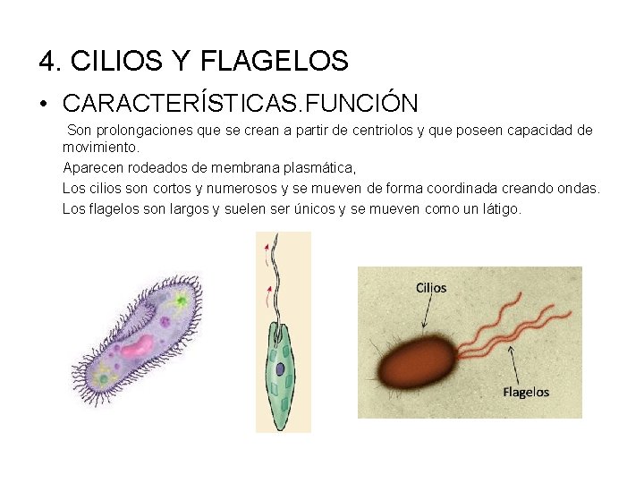 4. CILIOS Y FLAGELOS • CARACTERÍSTICAS. FUNCIÓN Son prolongaciones que se crean a partir