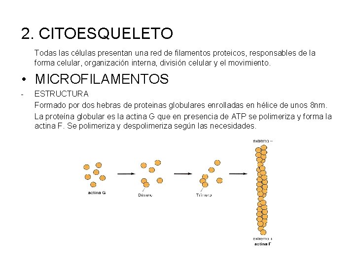 2. CITOESQUELETO Todas las células presentan una red de filamentos proteicos, responsables de la