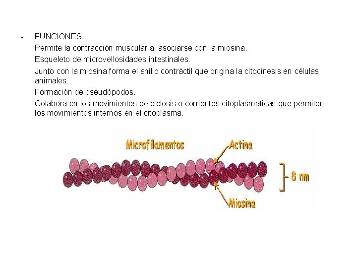 - FUNCIONES. Permite la contracción muscular al asociarse con la miosina. Esqueleto de microvellosidades