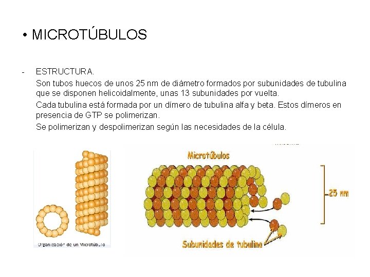  • MICROTÚBULOS - ESTRUCTURA. Son tubos huecos de unos 25 nm de diámetro