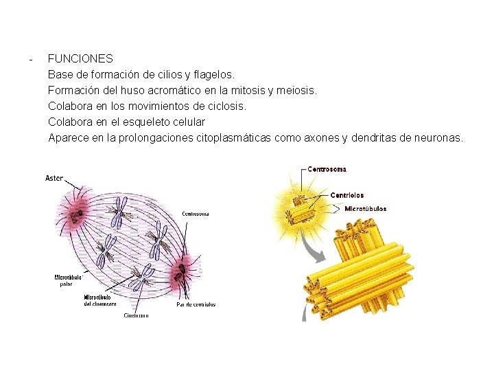 - FUNCIONES Base de formación de cilios y flagelos. Formación del huso acromático en