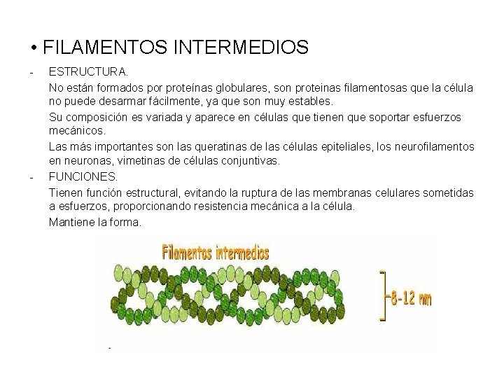  • FILAMENTOS INTERMEDIOS - - ESTRUCTURA. No están formados por proteínas globulares, son