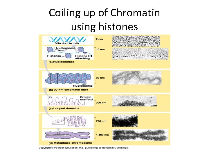 Coiling up of Chromatin using histones Coiling up of Chromatin using histones