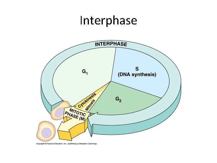 Interphase Interphase