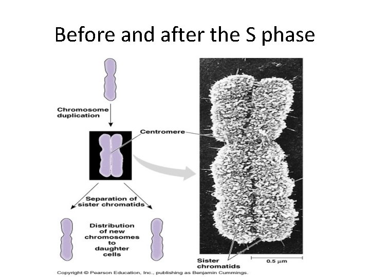 Before and after the S phase Before and after the S phase