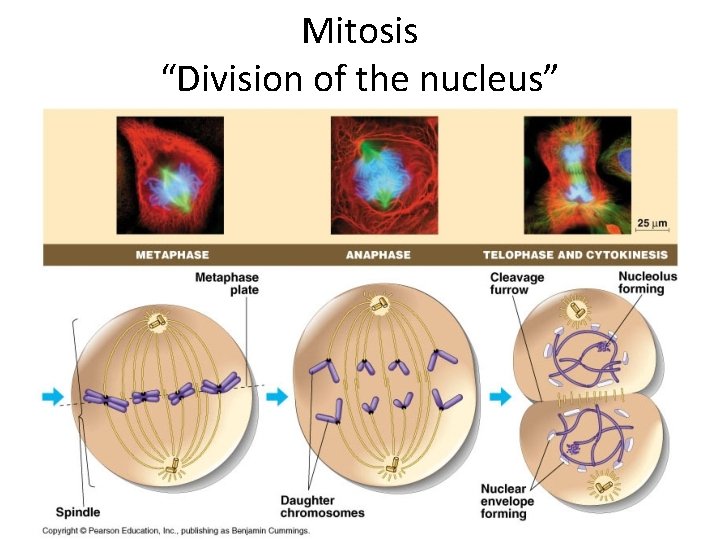 Mitosis “Division of the nucleus” Mitosis “Division of the nucleus”