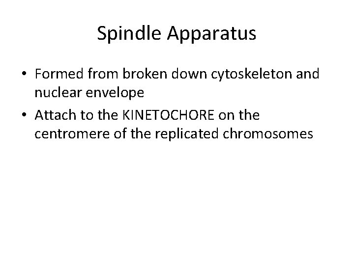 Spindle Apparatus • Formed from broken down cytoskeleton and nuclear envelope • Attach to Spindle Apparatus • Formed from broken down cytoskeleton and nuclear envelope • Attach to