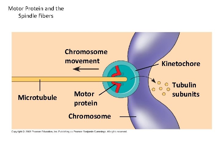 Motor Protein and the Spindle Fibers Chromosome movement Microtubule Motor protein Chromosome Kinetochore Tubulin Motor Protein and the Spindle Fibers Chromosome movement Microtubule Motor protein Chromosome Kinetochore Tubulin