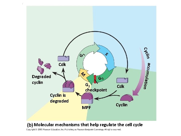 . 1 G Cyclin is degraded M Degraded cyclin G 2 checkpoint MPF Cdk . 1 G Cyclin is degraded M Degraded cyclin G 2 checkpoint MPF Cdk