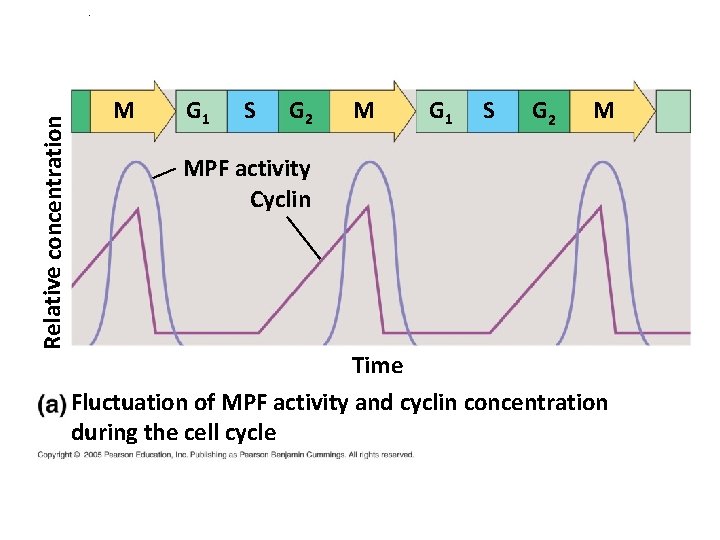 Relative concentration . M G 1 S G 2 M MPF activity Cyclin Time Relative concentration . M G 1 S G 2 M MPF activity Cyclin Time