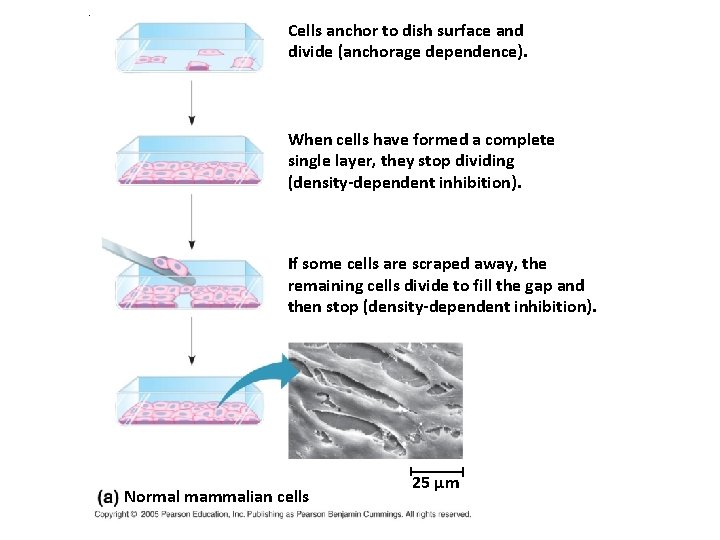 . Cells anchor to dish surface and divide (anchorage dependence). When cells have formed . Cells anchor to dish surface and divide (anchorage dependence). When cells have formed