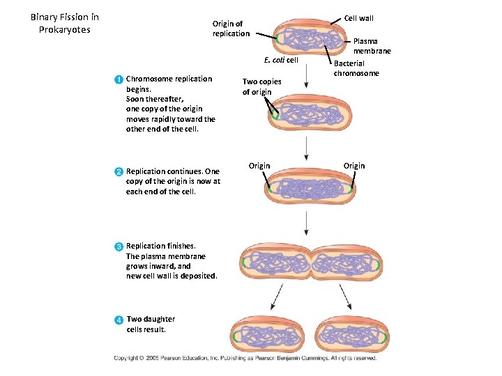 Binary Fission in Prokaryotes Cell wall Origin of replication E. coli cell Chromosome replication Binary Fission in Prokaryotes Cell wall Origin of replication E. coli cell Chromosome replication