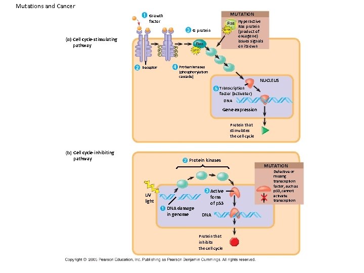 Mutations and Cancer MUTATION Growth factor Hyperactive Ras protein (product of oncogene) issues signals Mutations and Cancer MUTATION Growth factor Hyperactive Ras protein (product of oncogene) issues signals