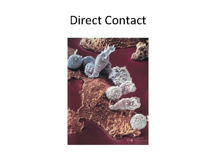 Direct Contact Direct Contact