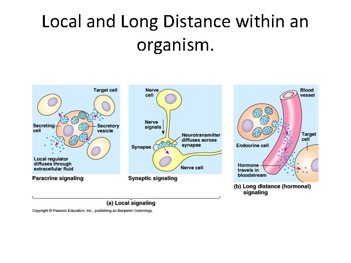 Local and Long Distance within an organism. Local and Long Distance within an organism.