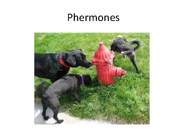Phermones Phermones