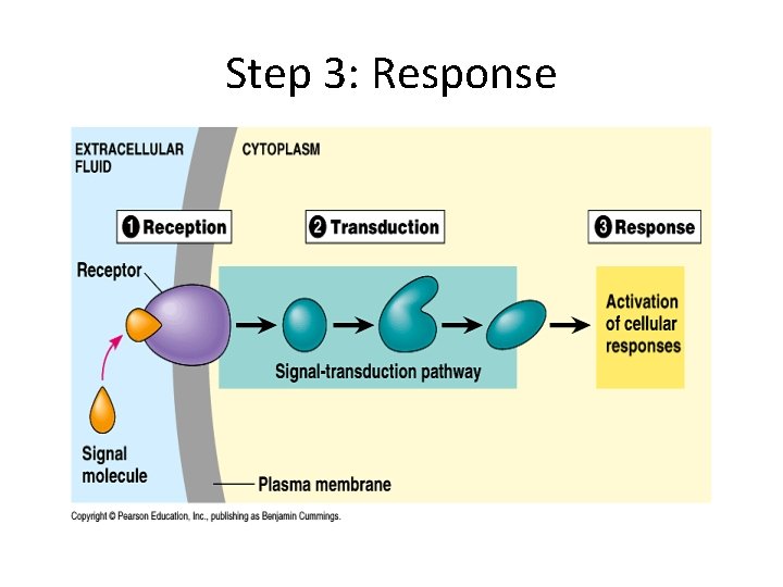 Step 3: Response Step 3: Response