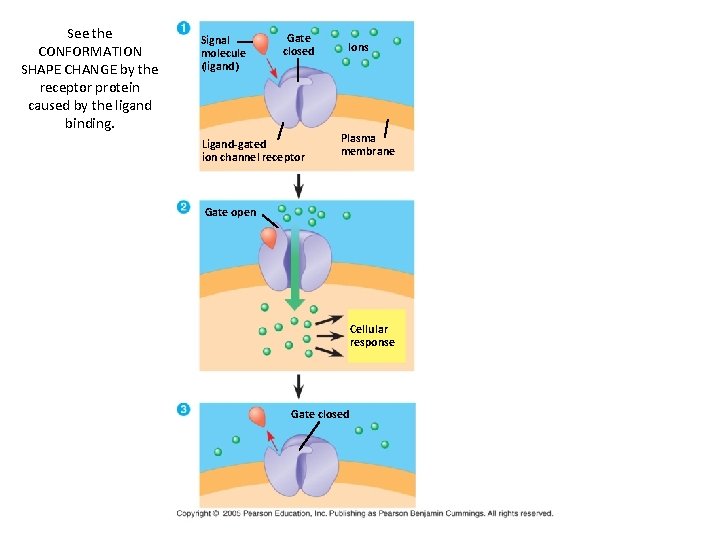 See the CONFORMATION SHAPE CHANGE by the receptor protein caused by the ligand binding. See the CONFORMATION SHAPE CHANGE by the receptor protein caused by the ligand binding.