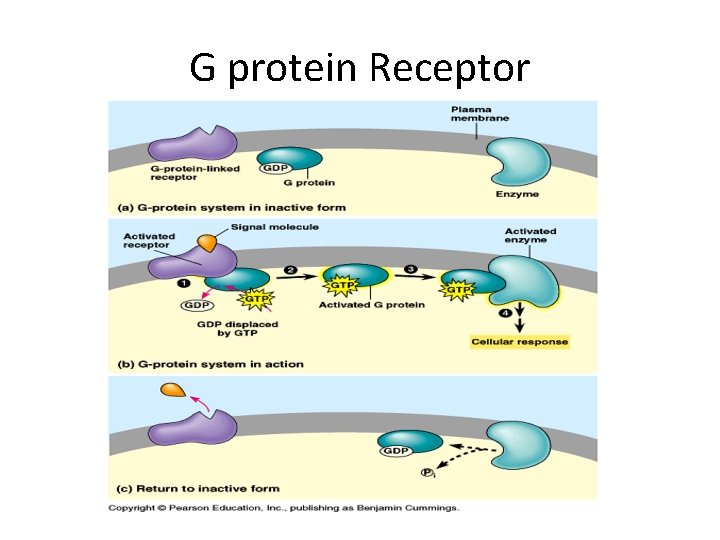G protein Receptor G protein Receptor