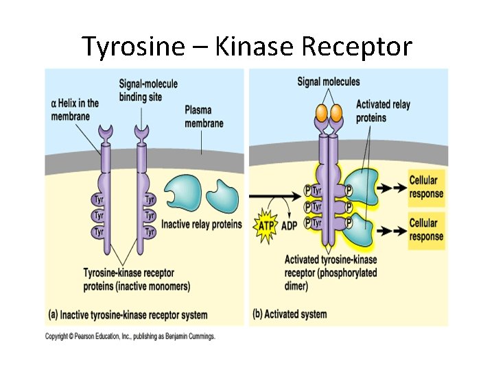 Tyrosine – Kinase Receptor Tyrosine – Kinase Receptor