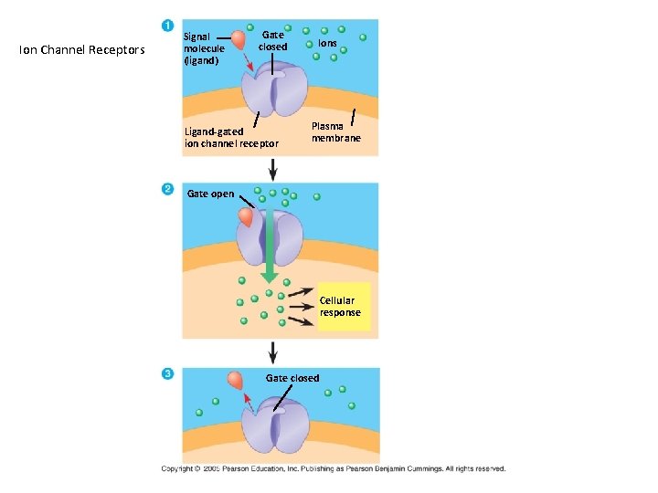Ion Channel Receptors Signal molecule (ligand) Gate closed Ligand-gated ion channel receptor Ions Plasma Ion Channel Receptors Signal molecule (ligand) Gate closed Ligand-gated ion channel receptor Ions Plasma