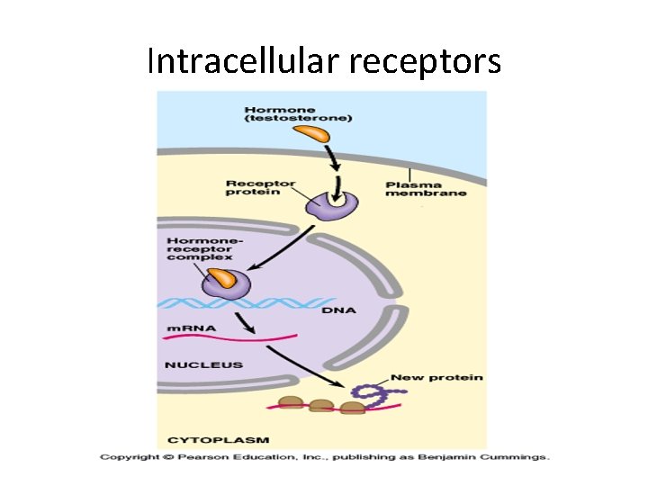Intracellular receptors Intracellular receptors