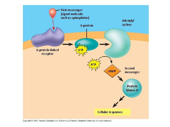 First messenger (signal molecule such as epinephrine) Adenylyl cyclase G protein G-protein-linked receptor GTP First messenger (signal molecule such as epinephrine) Adenylyl cyclase G protein G-protein-linked receptor GTP