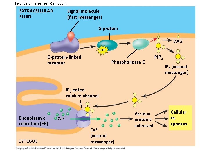 Secondary Messenger Calmodulin EXTRACELLULAR FLUID Signal molecule (first messenger) G protein DAG GTP G-protein-linked Secondary Messenger Calmodulin EXTRACELLULAR FLUID Signal molecule (first messenger) G protein DAG GTP G-protein-linked