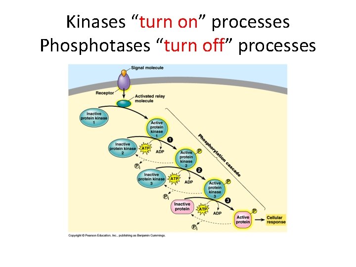 Kinases “turn on” processes Phosphotases “turn off” processes Kinases “turn on” processes Phosphotases “turn off” processes