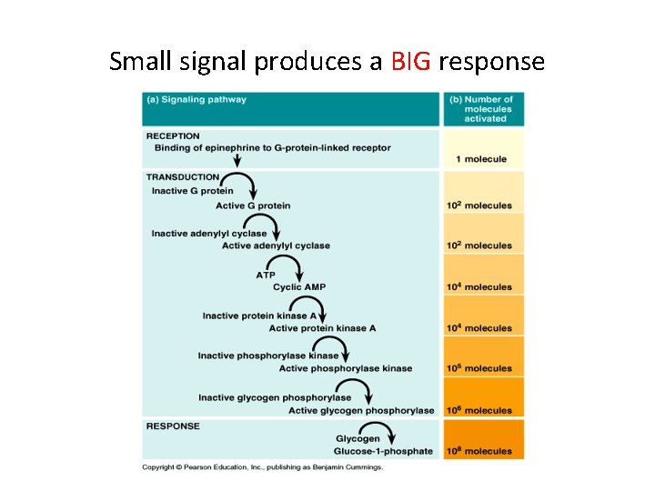 Small signal produces a BIG response Small signal produces a BIG response