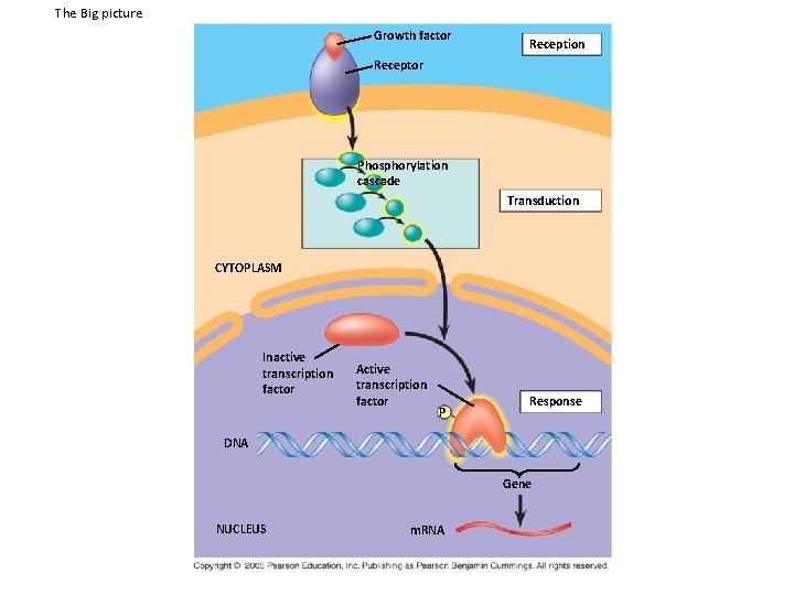 The Big picture Growth factor Reception Receptor Phosphorylation cascade Transduction CYTOPLASM Inactive transcription factor The Big picture Growth factor Reception Receptor Phosphorylation cascade Transduction CYTOPLASM Inactive transcription factor