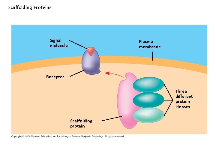 Scaffolding Proteins Signal molecule Plasma membrane Receptor Three different protein kinases Scaffolding protein Scaffolding Proteins Signal molecule Plasma membrane Receptor Three different protein kinases Scaffolding protein