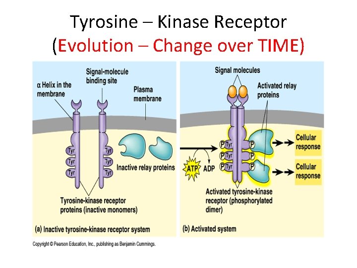 Tyrosine – Kinase Receptor (Evolution – Change over TIME) Tyrosine – Kinase Receptor (Evolution – Change over TIME)