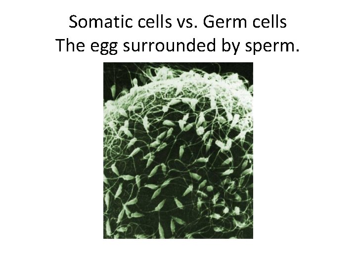 Somatic cells vs. Germ cells The egg surrounded by sperm. Somatic cells vs. Germ cells The egg surrounded by sperm.