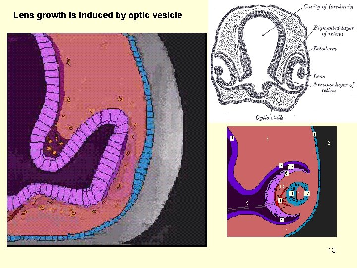 Lens growth is induced by optic vesicle 13 